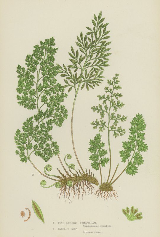Fine Leaved Gymnogram, Persillebregne (farve litho) af English School