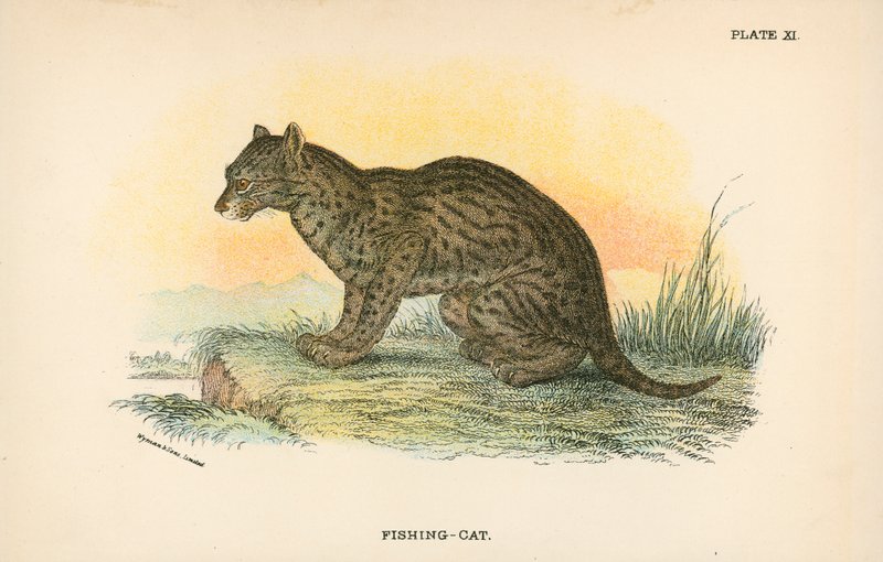 Fiske-kat af English School