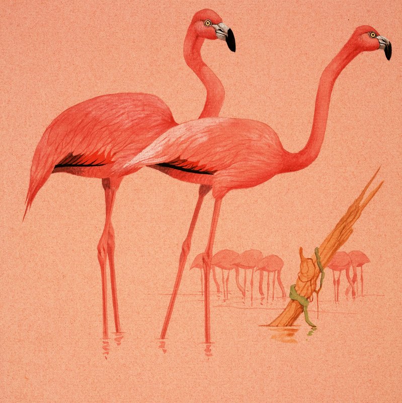 Flamingoer af English School