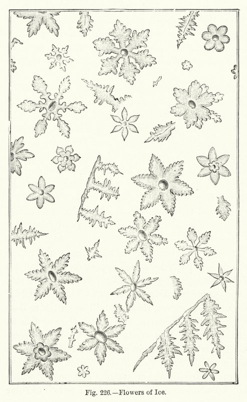 Flowers of Ice (gravering) af English School