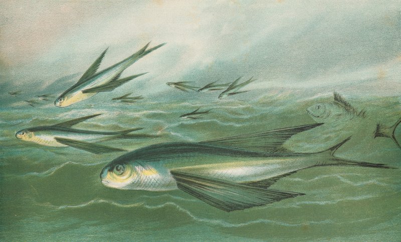 Flyvende fisk af English School