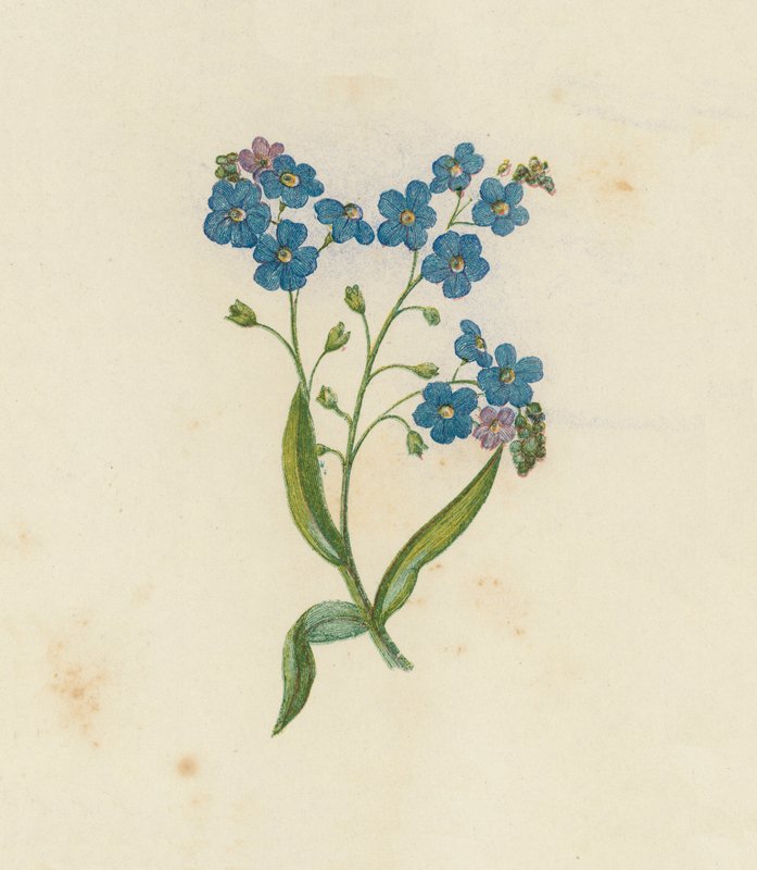 Forglem-mig-ej, Myosotis Palustris (farve litho) af English School
