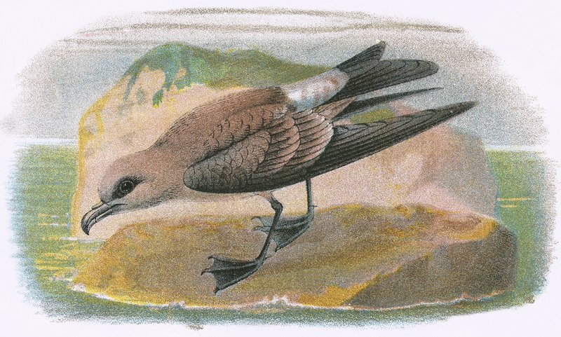 Gaffelhale Petrel af English School