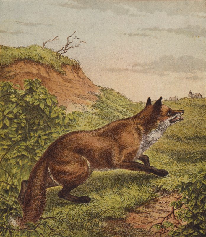 Ræv (farve litho) af English School