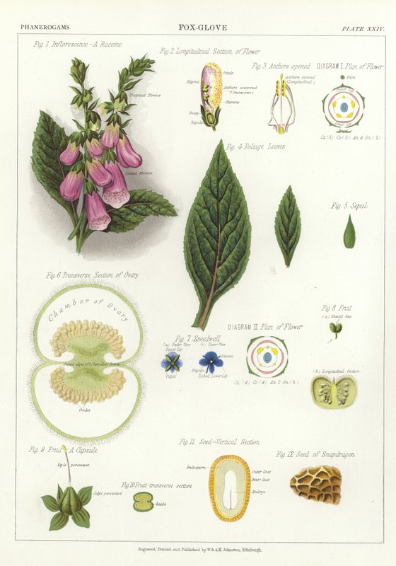 Foxglove af English School