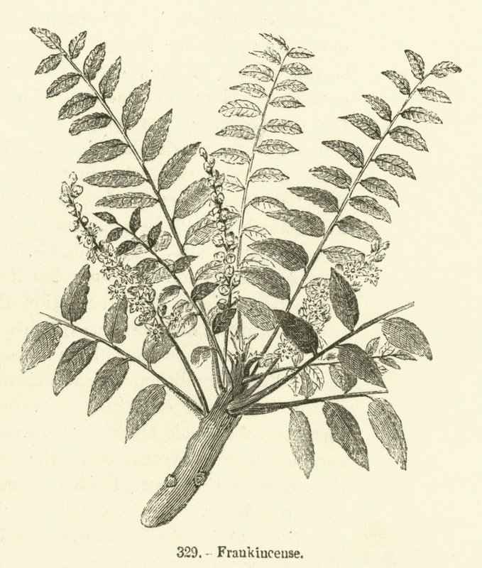Frankincense (gravering) af English School