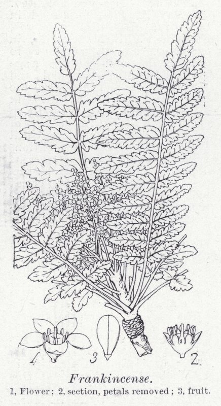Frankincense (litho) af English School