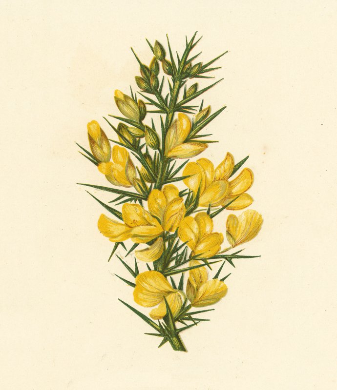 Furze, Ulex Europaeus (farvelitografi) af English School
