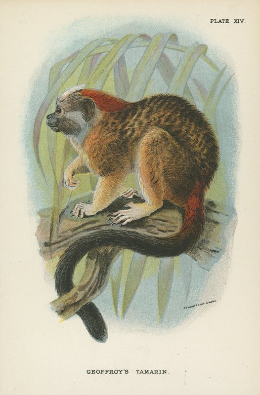 Geoffroys Tamarin af English School