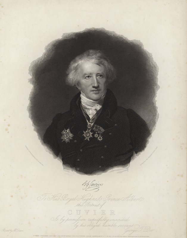 George Cuvier af English School