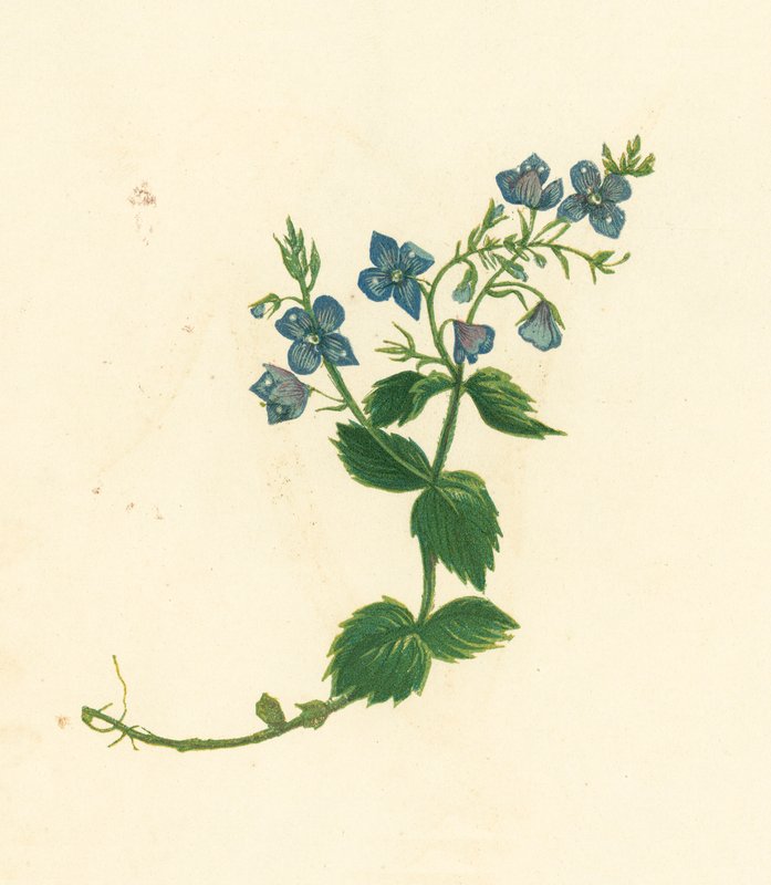 Germander Speedwell, Veronica Chamaedrys (farvelitografi) af English School