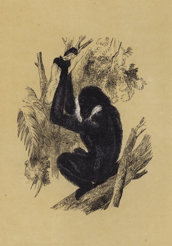 Gibbon (farve litho) af English School
