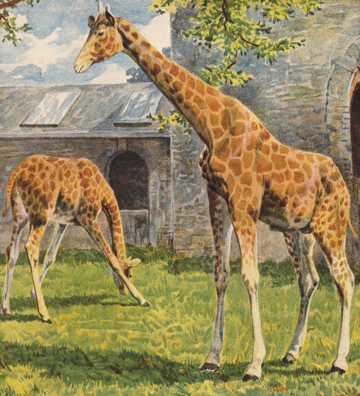 Giraffer (farvelitografi) af English School