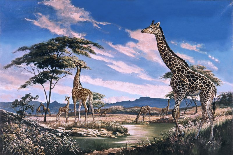 Giraffer i Afrika af English School