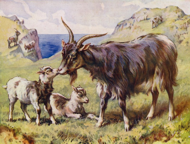 Ged og børn (farve litho) af English School