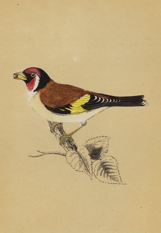 Guldfinke (farve litho) af English School
