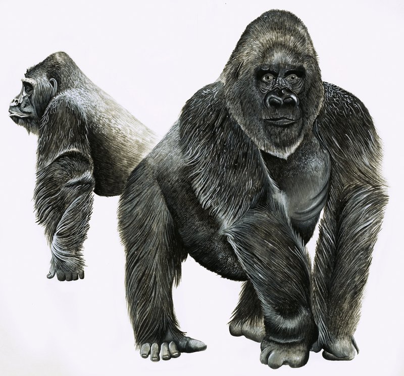 Gorillaer af English School