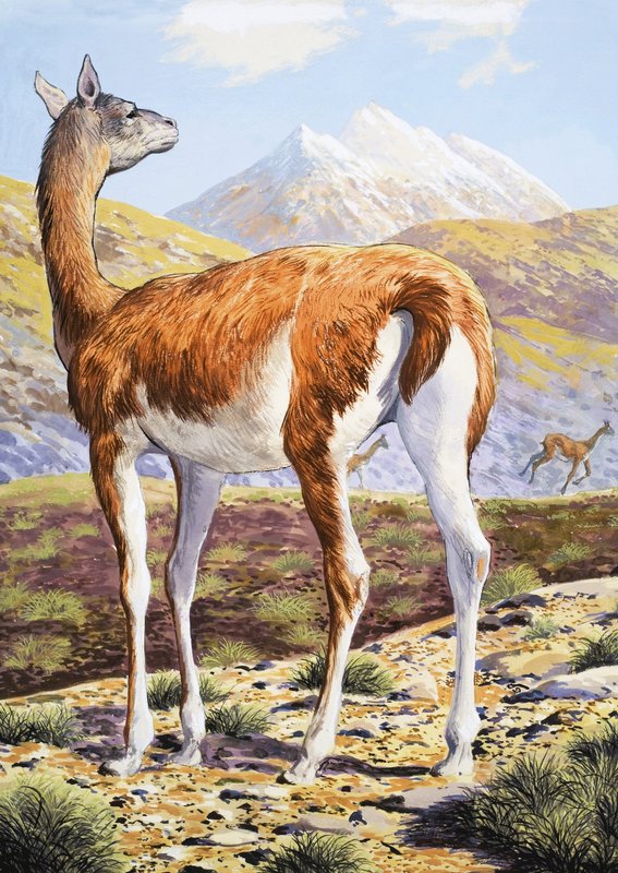 Yndefulde Guanacos af English School