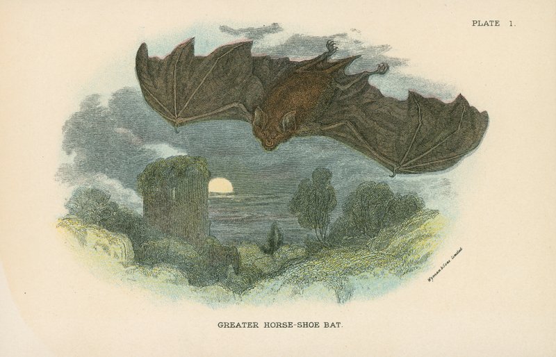 Større Hestesko Bat af English School