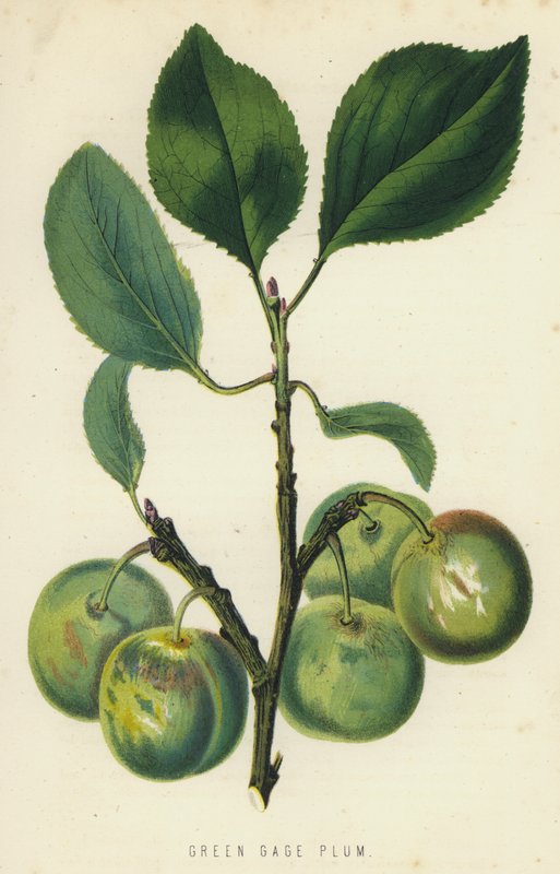 Grøn Gage Plum af English School