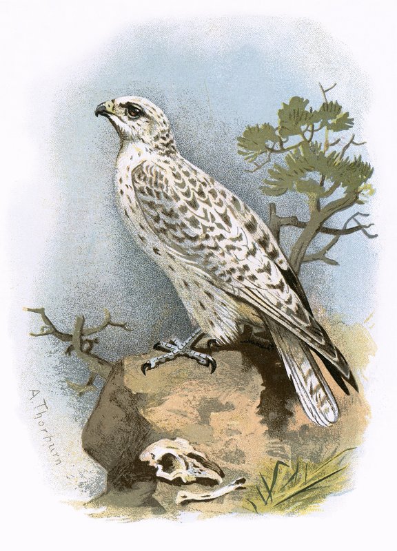 Gyr-Falcon af English School