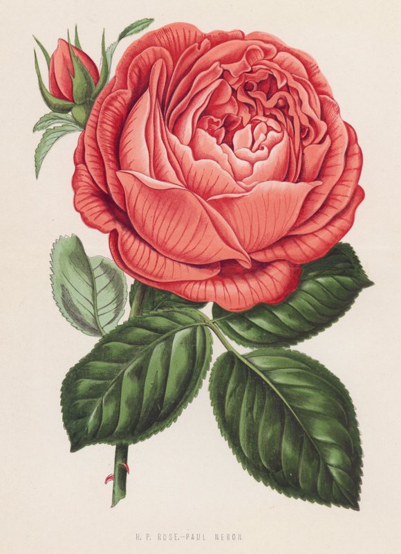 HP Rose, Paul Neron (farve litho) af English School