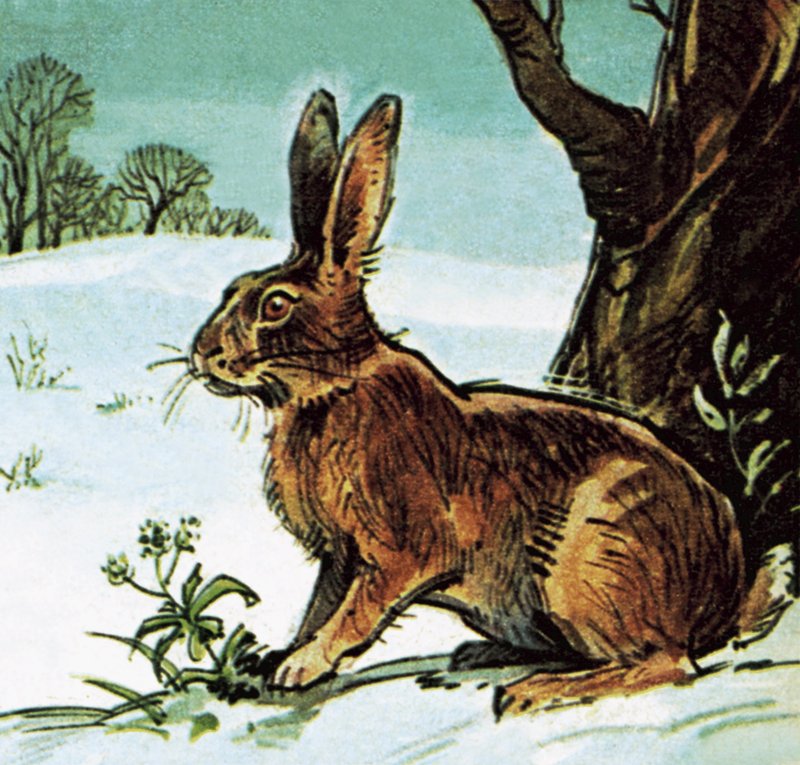 Hare af English School