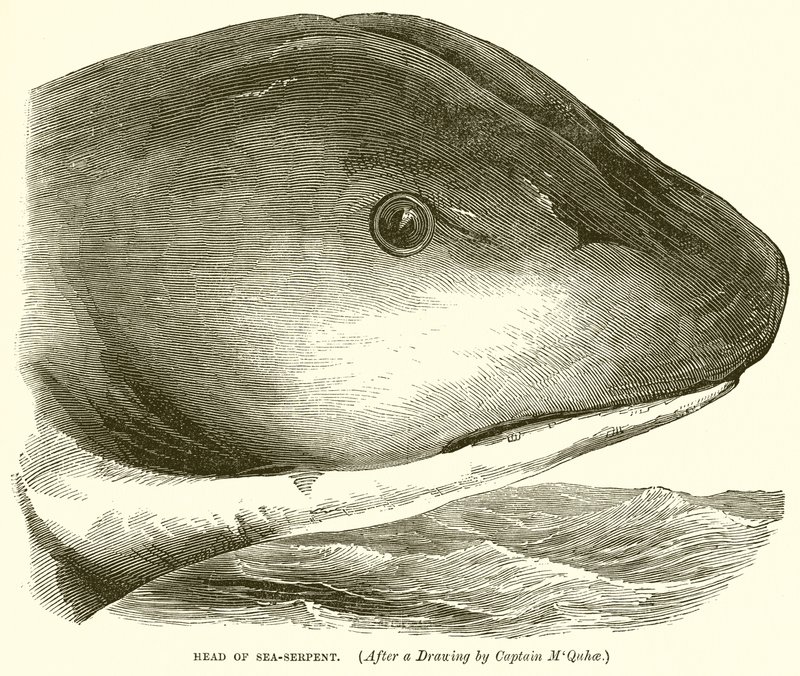 Head of Sea-Serpent af English School