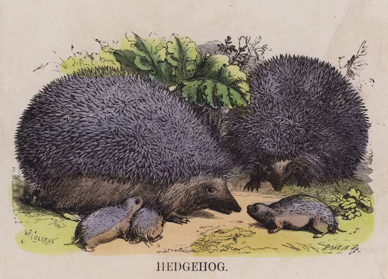 Hedgehogdani af English School