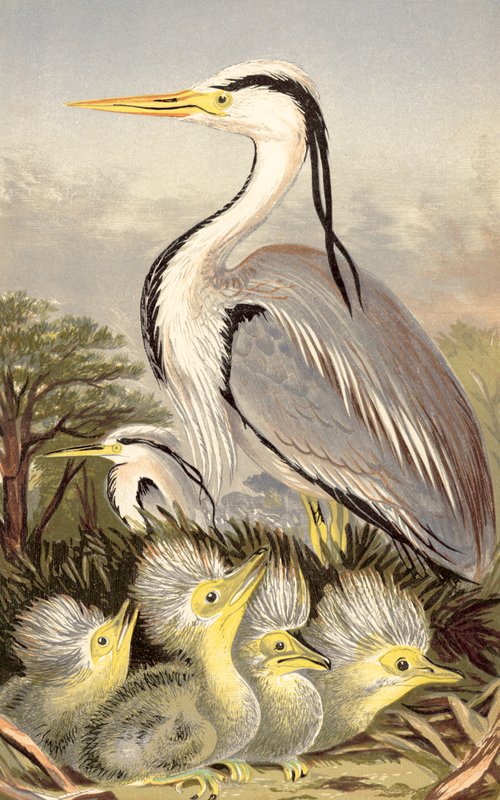 Fiskehejre og unge (chromolitho) af English School
