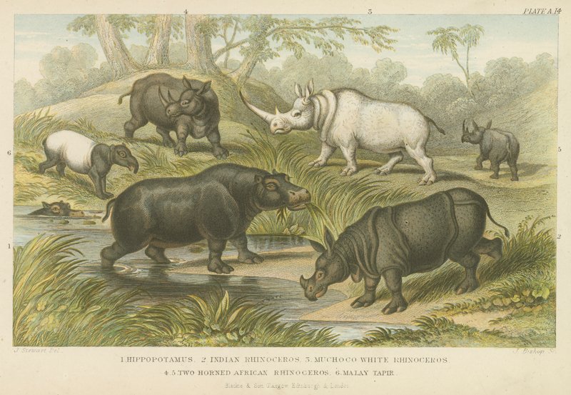 Flodhest, næsehorn og tapir (farvet indgravering) af English School