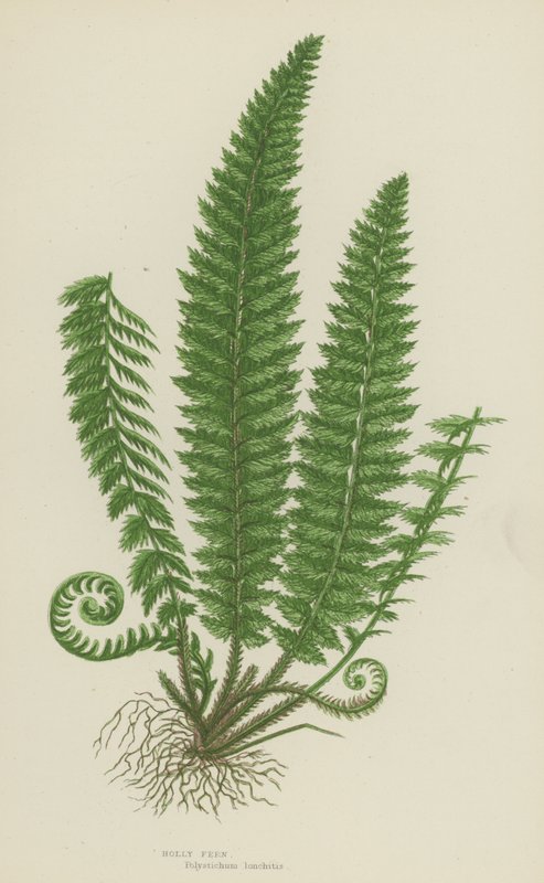 Holly Fern (farve litho) af English School