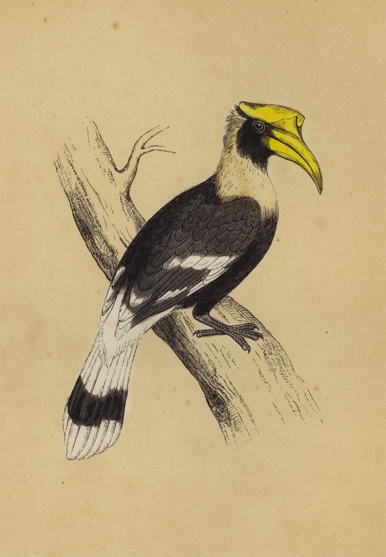 Hornbill (farve litho) af English School