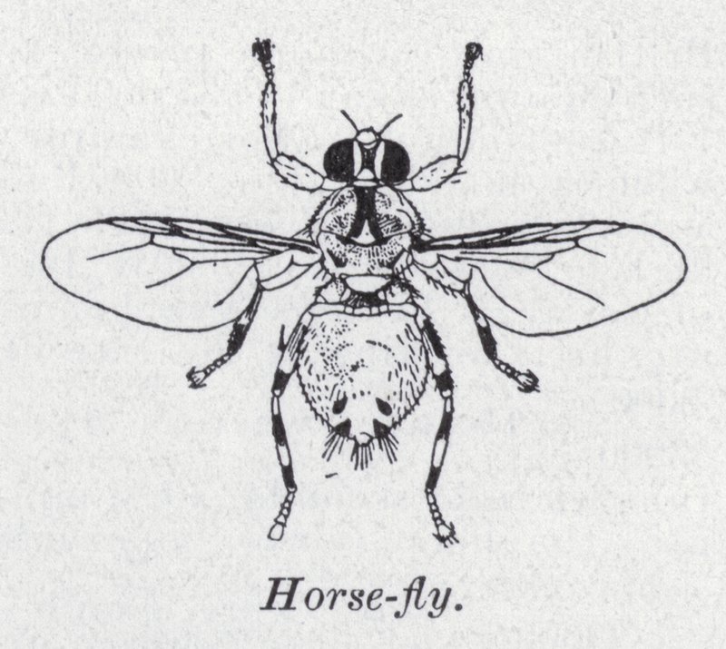 Hesteflue (litho) af English School