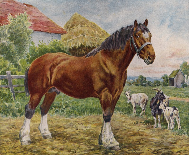 Hest og geder (farve litho) af English School