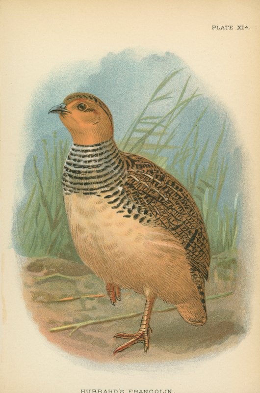 Hubbardfrancolin af English School