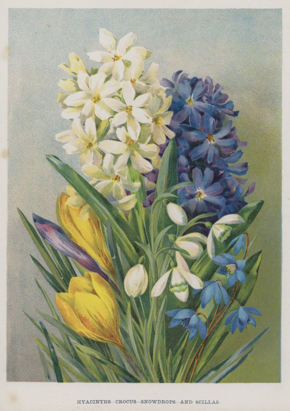 Hyacinter, krokus, vintergækker og scillaer af English School