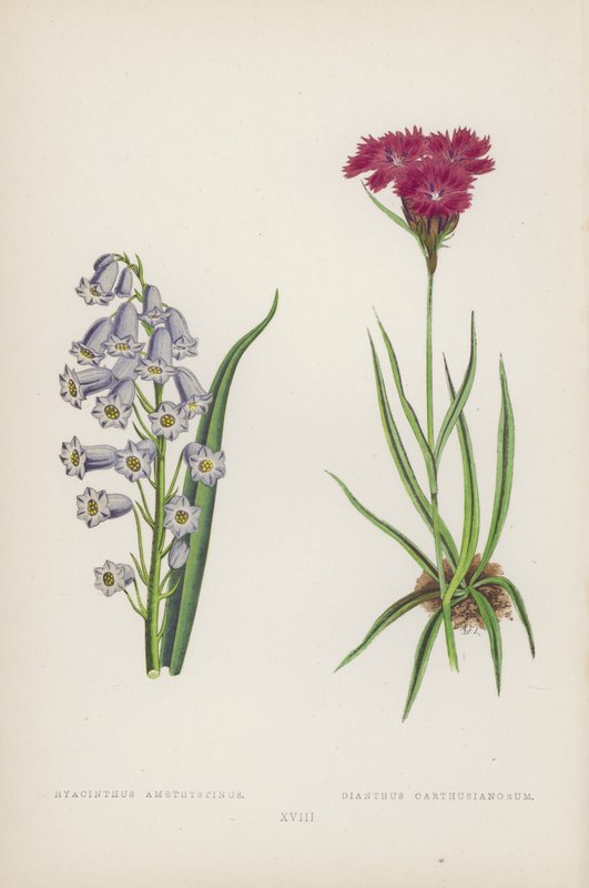 Blå Ametyst; Carthusian Dianthus (farve litho) af English School