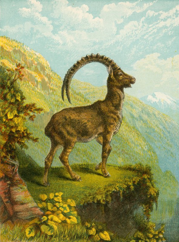 Ibex af English School