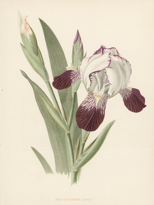 Iris Victorine (farve litho) af English School