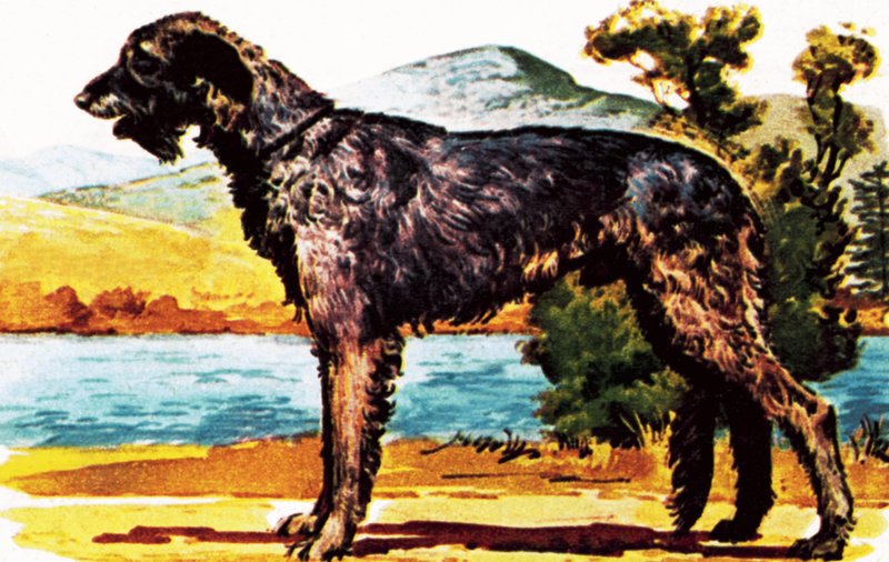 Irsk ulvehund af English School