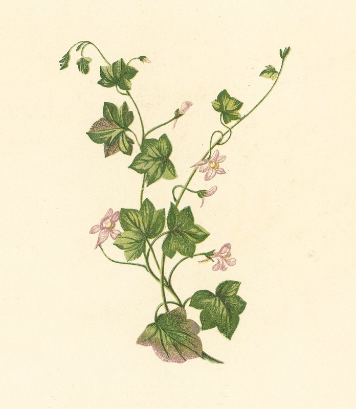 Vedbendbladet tudsefod, Linaria Cymbalaria (farvelitografi) af English School