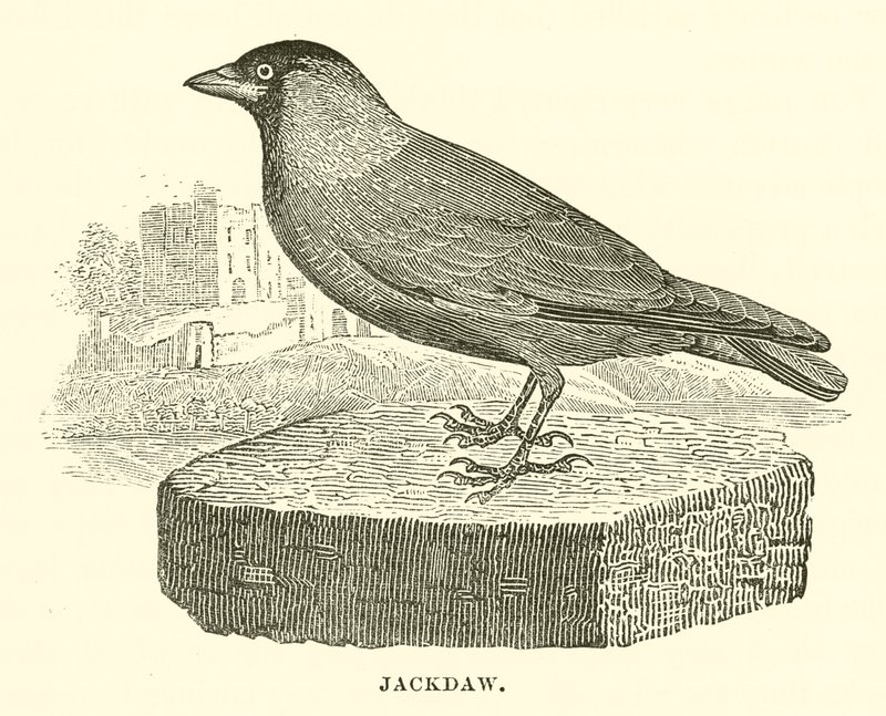 Jackdaw (gravering) af English School