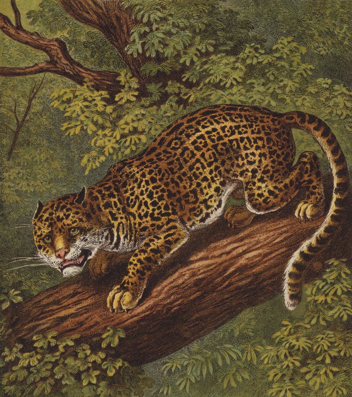 Jaguar (farve litho) af English School