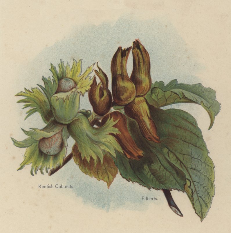 Kentish Cob-nødder, Filberts af English School