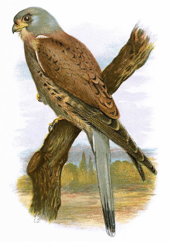 Kestrel af English School