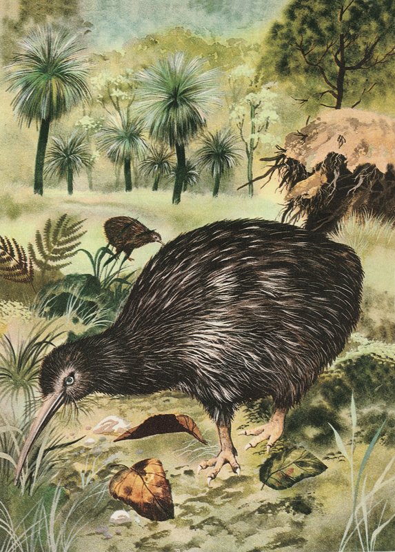 Kiwi fugl af English School