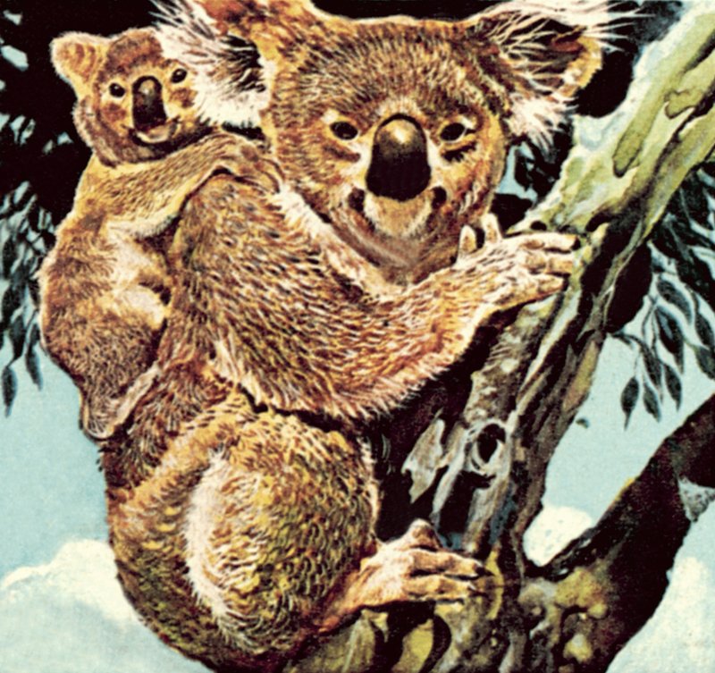Koala bjørn af English School
