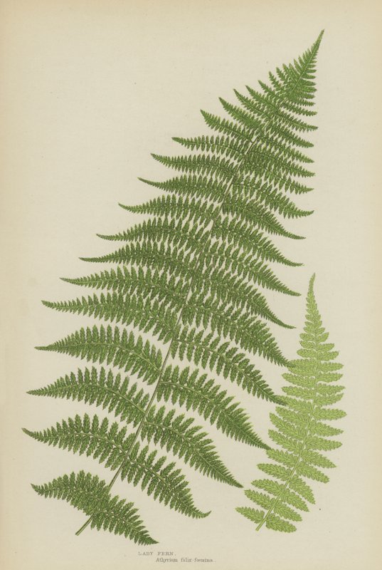 Lady Fern (farve litho) af English School
