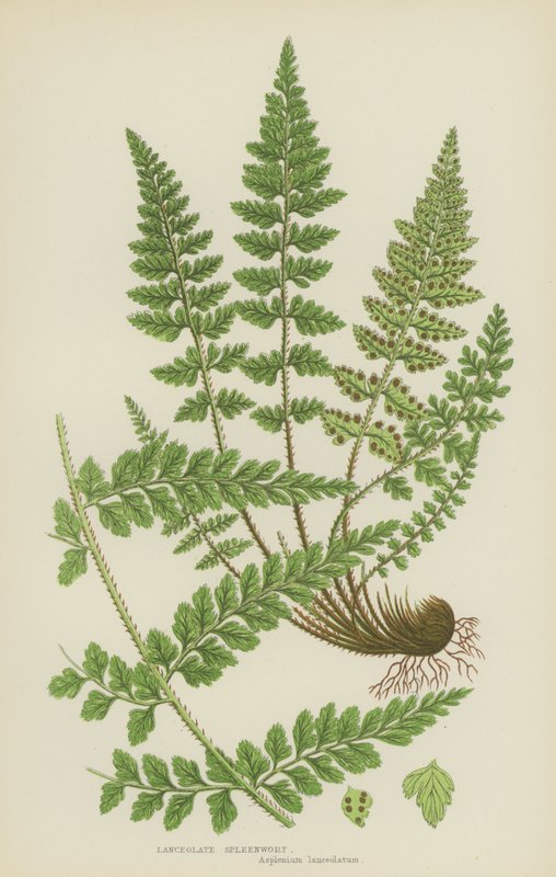 Lanceolate Spleenwort (farvelitografi) af English School